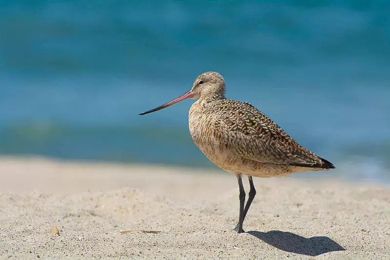 Marbled Godwit