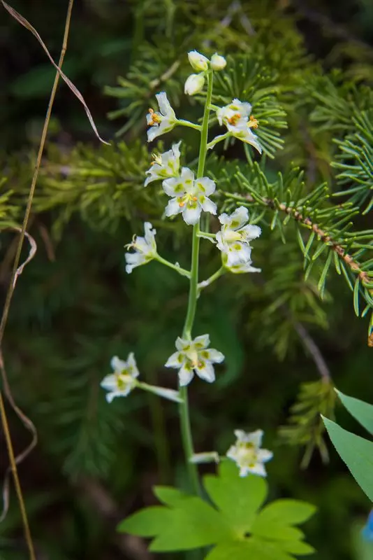 Mountain Death Camas – Beautiful and Deadly