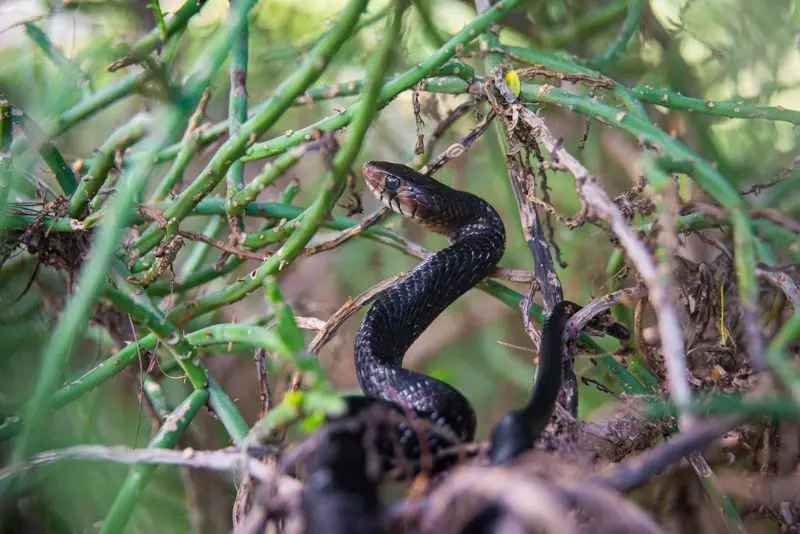 Indigo Snake
