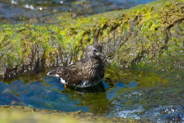 Black Turnstone