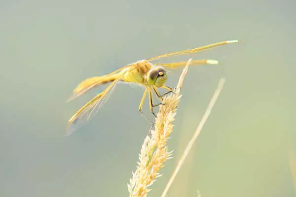 Female Saffron-winged Meadowhawk